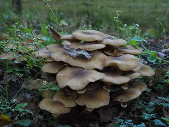 Vagevuurbos an Lippensgoed-Bulskampveld (Belgium)